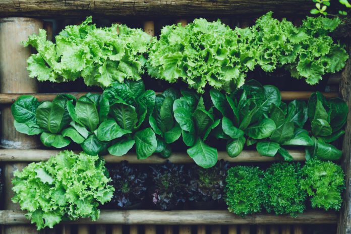 Role of Leafy Greens in Boosting Testosterone and Male Sexual Performance
